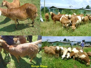 Designing community-based breeding strategies for indigenous sheep breeds of smallholders in Ethiopia:  The case of Bonga breeds