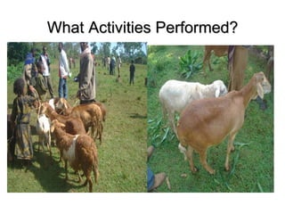 Designing community-based breeding strategies for indigenous sheep breeds of smallholders in Ethiopia:  The case of Bonga breeds