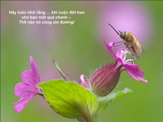 Hãy luôn nhớ rằng … khi cuộc đời trao
      cho bạn một quả chanh –
     Thế nào nó cũng xin đường!
 