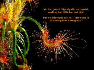 Xin bạn gửi sứ điệp này đến các bạn bè,
    và đừng bảo tôi là bạn quá bận!!

Bạn có biết chăng câu nói – ‘hãy dừng lại
     và thưởng thức hương hoa’?
 