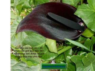 Gửi đến các bạn tôi – tôi
chưa bao giờ quá bận đến
nỗi không làm được và gửi
 thông điệp này cho bạn.



                        Sapphire Productions
 