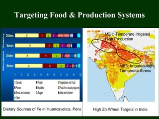 Targeting Food & Production Systems
High Zn Wheat Targets in India
ME1: Temperate Irrigated
High Production
ME5: Irrigated High
Temperate Stress
42
38
46
36
22
19
12
11
12
14
9
8
6
4
9
8
4
2
3
2
4
7
5
18
0 10 20 30 40 50 60 70 80 90 100
Women
Children
Women
Children
AbundanceScarcity
Cereals Potato Vegetablesandfruits
Pulses Noodles Foodfronsocialprograms
Breadandcookies Sugars Meatandchicken
Other
Dietary Sources of Fe in Huancavelica, Peru
 