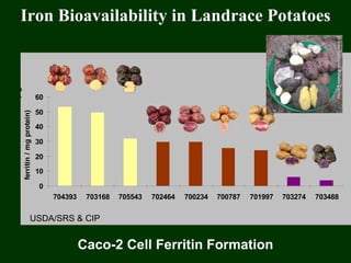 Iron Bioavailability in Landrace Potatoes
0
10
20
30
40
50
60
704393 703168 705543 702464 700234 700787 701997 703274 703488
Caco2cellsferritinformation(ng
ferritin/mgprotein)
Caco-2 Cell Ferritin Formation
USDA/SRS & CIP
 