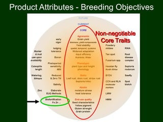 Non-negotiable
Core Traits
Product Attributes - Breeding Objectives
 