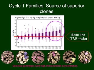Cycle 1 Families: Source of superior
clones
Selected genotypes with high micronutrient concentration
Fe(mg/kg)
32.0
31.0
30.0
29.0
28.0
27.0
26.0
25.0
24.0
23.0
22.0
21.0
20.0
19.0
18.0
17.0
16.5
16.0
15.0
14.0
12.5
12.0
11.0
9.0
8.0
7.0
6.0
5.0
4.0
3.0
2.0
1.0
45
40
35
30
25
20
15
10
5
Boxplot Ranges of Fe (mg/kg) in diploid potato families (NCD-II)
Base line
(17.5 mg/kg
 
