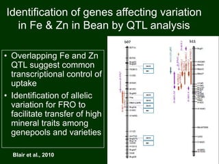 Identification of genes affecting variation
in Fe & Zn in Bean by QTL analysis
• Overlapping Fe and Zn
QTL suggest common
transcriptional control of
uptake
• Identification of allelic
variation for FRO to
facilitate transfer of high
mineral traits among
genepools and varieties
Blair et al., 2010
 