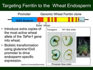 Promoter Genomic Wheat Ferritin clone
1DX5 Glutenin Nos
A
B
C
• Introduce extra copies of
the most active wheat
allele of the TaFer1 gene
into wheat.
• Biolistic transformation
using glutenine1Dx5
promoter to drive
endosperm specific
expression.
Transgenic WT- Bob white
Prussian blue stain
Targeting Ferritin to the Wheat Endosperm
Exon Intron
(Aarhus University/Denmark)
 