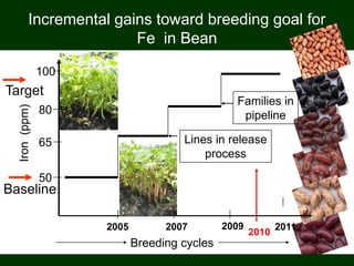 Breeding cycles
Iron(ppm)
2005 2007 2009 2011
50
65
80
100
Lines in release
process
Families in
pipeline
2010
Baseline
Target
Incremental gains toward breeding goal for
Fe in Bean
 