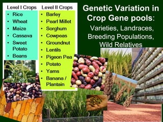 Genetic Variation in
Crop Gene pools:
Varieties, Landraces,
Breeding Populations,
Wild Relatives
 
