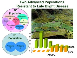 Sustaining and projecting genetic diversity: Potatoes adapted to changing needs Slide 11