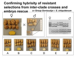 Sustaining and projecting genetic diversity: Potatoes adapted to changing needs Slide 25