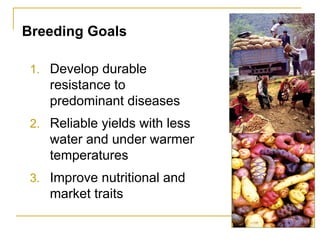 Sustaining and projecting genetic diversity: Potatoes adapted to changing needs Slide 7