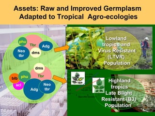Sustaining and projecting genetic diversity: Potatoes adapted to changing needs Slide 8