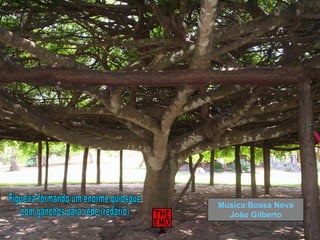 Figueira formando um enorme quiosque com ganchos para rede (redário) Musica:Bossa Nova João Gilberto 