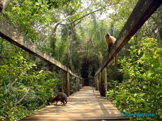 Trilha na mata ciliar 