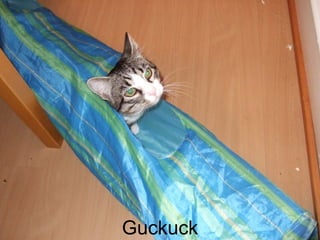 Guckuck 