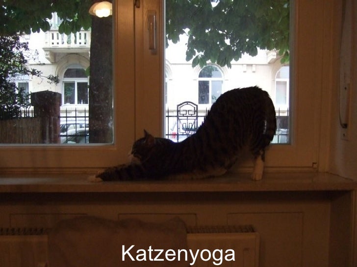 Katzenyoga