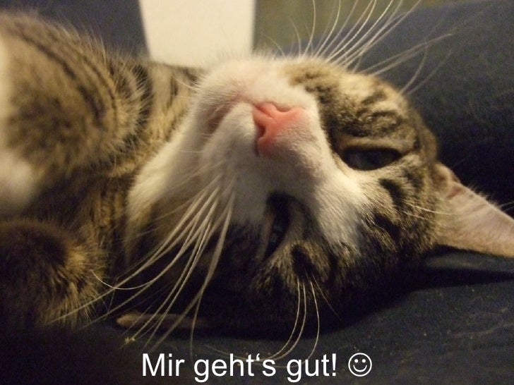Alle Kater, die gekrault werden wollen,
         heben bitte ihre Pfote!