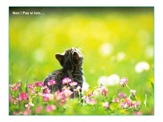 Non ! Pas si loin ...

 