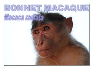 BONNET MACAQUE Macaca radiata 