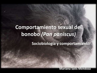 Comportamiento sexual del
bonobo (Pan paniscus)
Sociobiología y comportamiento
Mariana Solís Mendoza
 