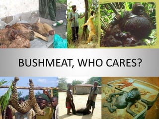 BUSHMEAT, WHO CARES?
 