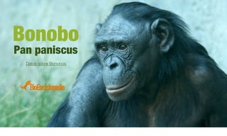 Bonobo
Pan paniscus
Datos sobre Bonobos
 