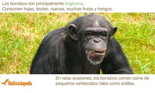 Bonobos Pdf Bonobo | PDF