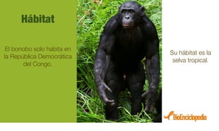 Bonobos Pdf Bonobo | PDF
