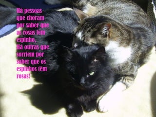 Há pessoas que choram por saber que as rosas têm espinho, Há outras que sorriem por saber que os espinhos têm rosas!  