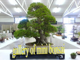 gallery of mini bonsai 