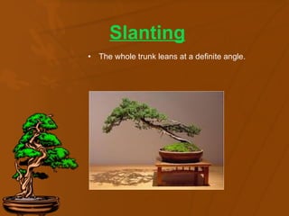 bonsai trees seeds Pink Cherry Blossom Bonsai Tree Seeds – Helen's Greenhouse main image 1