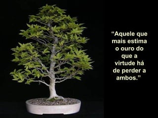 “ Aquele que mais estima o ouro do que a virtude há de perder a ambos.”  