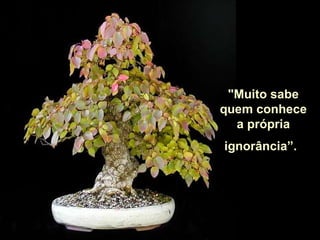 "Muito sabe quem conhece a própria ignorância”.   