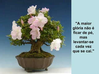 "A maior glória não é ficar de pé, mas levantar-se cada vez que se cai." 