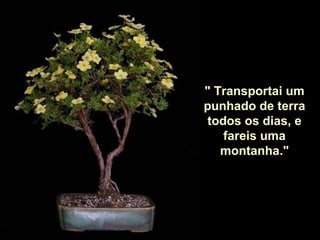 " Transportai um punhado de terra todos os dias, e fareis uma montanha." 