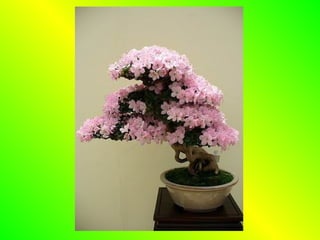 Bonsai