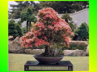 Bonsai
