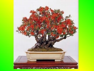 Bonsai