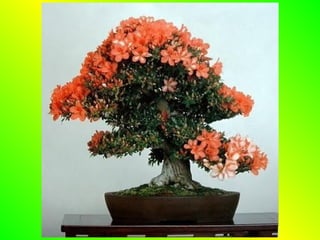 Bonsai