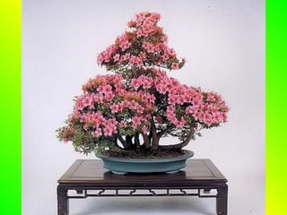 Bonsai