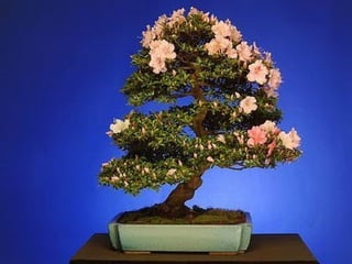 Bonsai