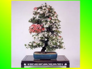Bonsai