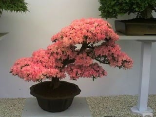 Bonsai