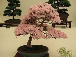 Bonsai