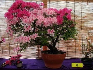 Bonsai