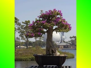 Bonsai