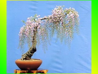 Bonsai