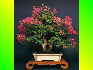 Bonsai
