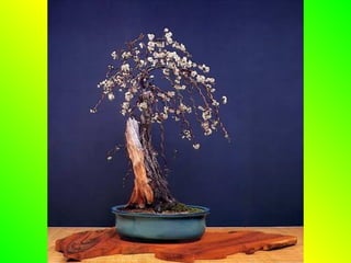 Bonsai